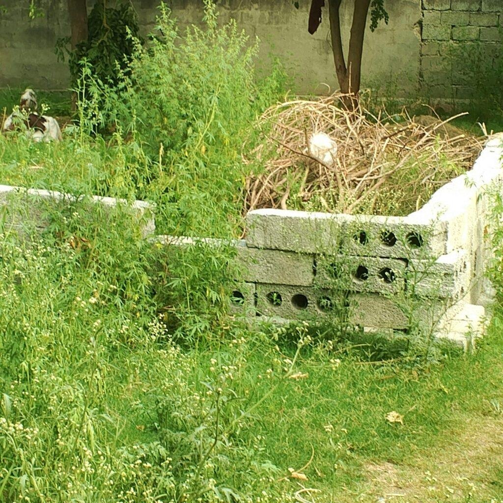 Green waste skip bin hire Geelong — garden waste skip bin filled with branches and prunings, delivered by Geelong All Bins